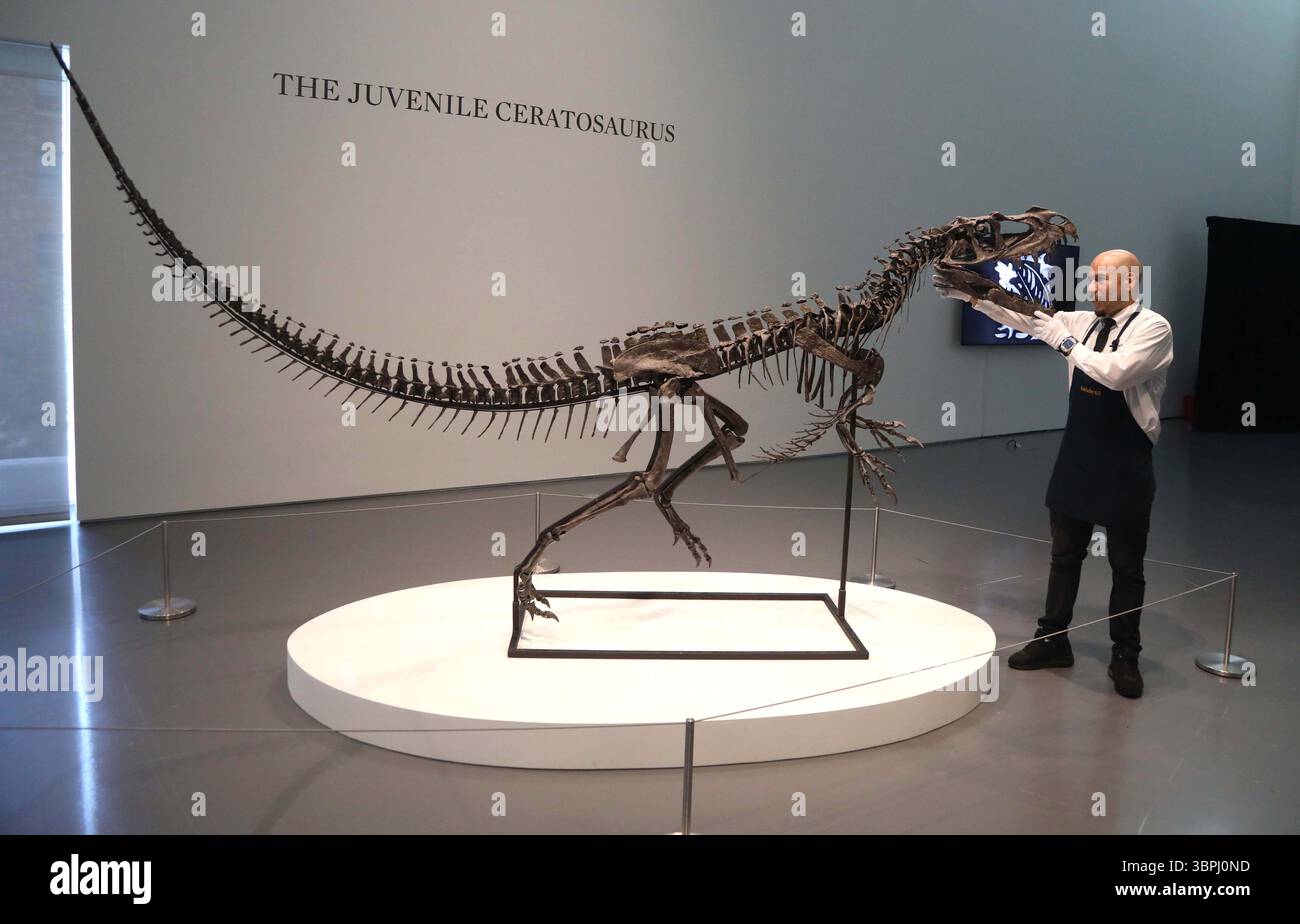 New York, New York, USA. Juli 2025. Ein Handler sah einen jungen Ceratosaurus, den einzigen bekannten Spezies seiner Art, aus dem späten Jura, Kimmeridgian Stage (vor etwa 154-149 Millionen Jahren), schätzungsweise 4 bis 6 Millionen US-Dollar, auf der Pressevorschau zur Geek Week 2025 in Sotheby's New York. (Kreditbild: © Nancy Kaszerman/ZUMA Press Wire) NUR REDAKTIONELLE VERWENDUNG! Nicht für kommerzielle ZWECKE! Stockfoto