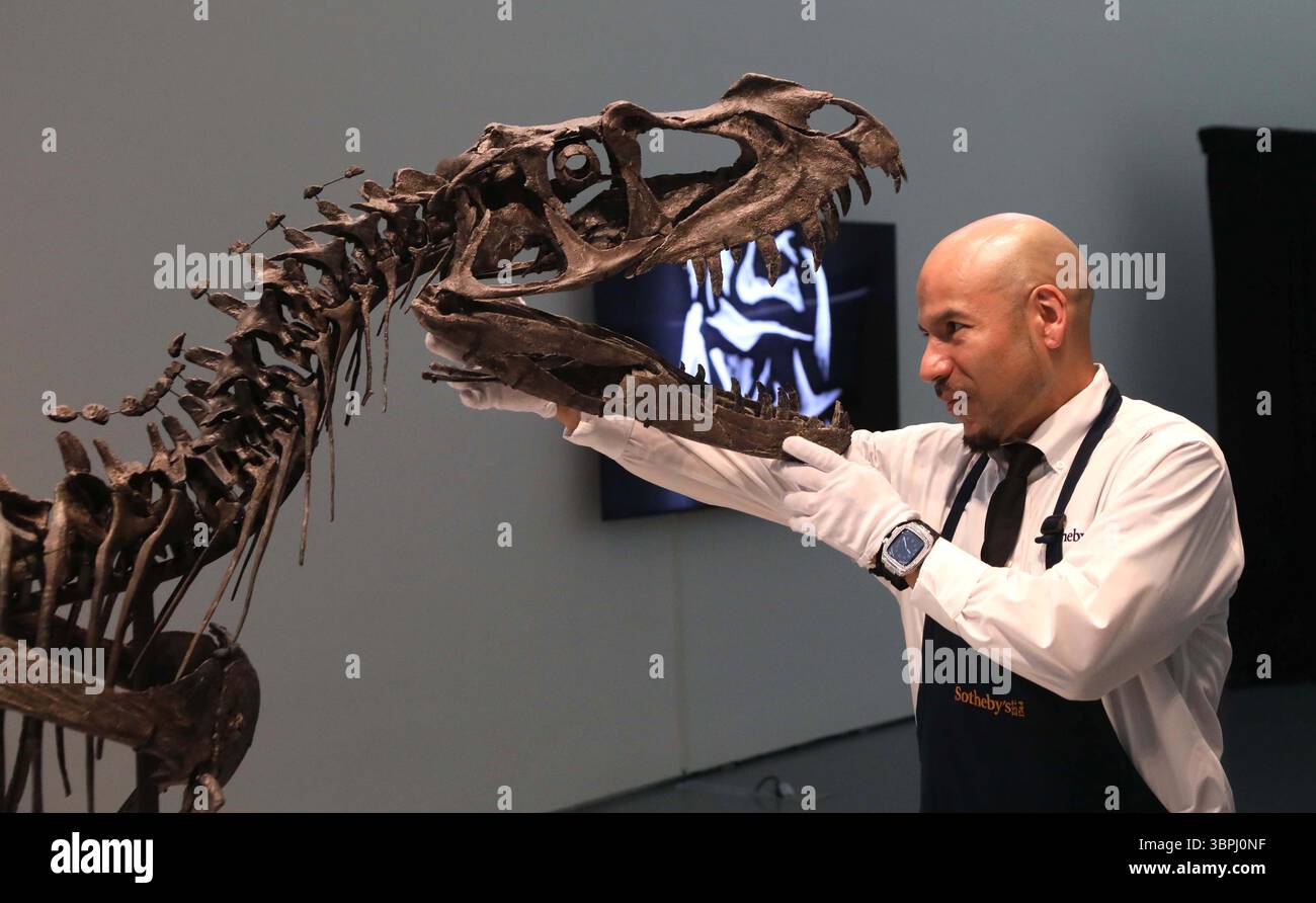 New York, New York, USA. Juli 2025. Ein Handler, der mit dem Kopf des juvenilen Ceratosaurus, dem einzigen bekannten Speziimen seiner Art, aus dem späten Jura gesehen wurde, Kimmeridgian Stage, (vor etwa 154-149 Millionen Jahren), schätzte 4 bis 6 Millionen US-Dollar, die bei der Pressevorschau zur Geek Week 2025 in Sotheby's New York zu sehen sind. (Kreditbild: © Nancy Kaszerman/ZUMA Press Wire) NUR REDAKTIONELLE VERWENDUNG! Nicht für kommerzielle ZWECKE! Stockfoto