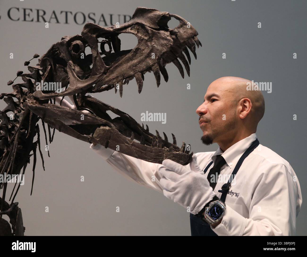 New York, New York, USA. Juli 2025. Ein Handler, der mit dem Kopf des juvenilen Ceratosaurus, dem einzigen bekannten Speziimen seiner Art, aus dem späten Jura gesehen wurde, Kimmeridgian Stage, (vor etwa 154-149 Millionen Jahren), schätzte 4 bis 6 Millionen US-Dollar, die bei der Pressevorschau zur Geek Week 2025 in Sotheby's New York zu sehen sind. (Kreditbild: © Nancy Kaszerman/ZUMA Press Wire) NUR REDAKTIONELLE VERWENDUNG! Nicht für kommerzielle ZWECKE! Stockfoto