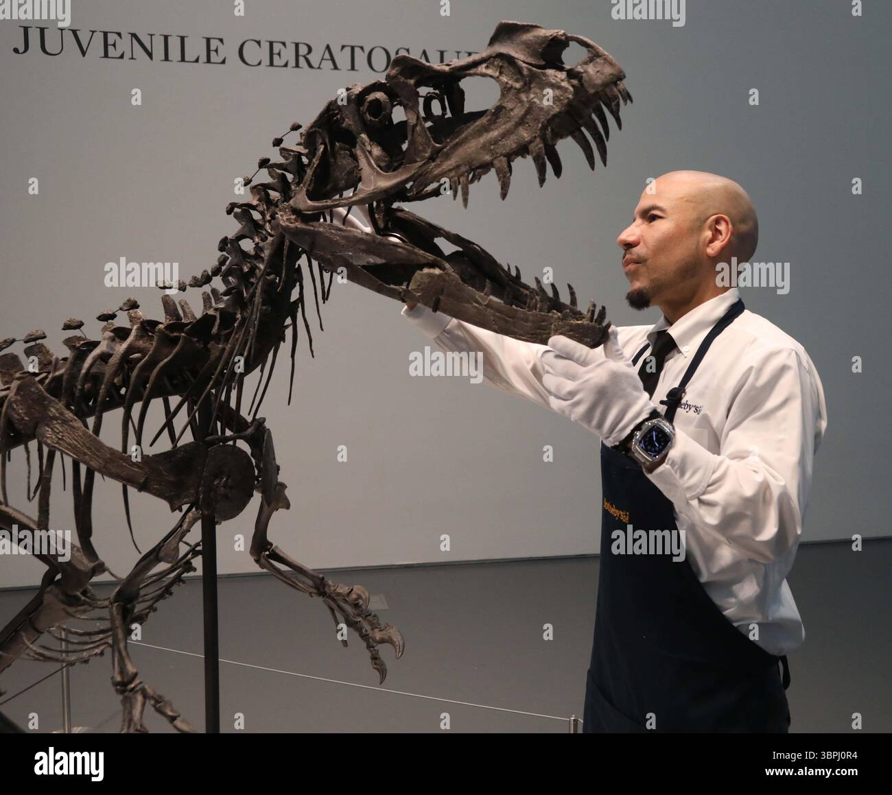 New York, New York, USA. Juli 2025. Ein Handler, der mit dem Kopf des juvenilen Ceratosaurus, dem einzigen bekannten Speziimen seiner Art, aus dem späten Jura gesehen wurde, Kimmeridgian Stage, (vor etwa 154-149 Millionen Jahren), schätzte 4 bis 6 Millionen US-Dollar, die bei der Pressevorschau zur Geek Week 2025 in Sotheby's New York zu sehen sind. (Kreditbild: © Nancy Kaszerman/ZUMA Press Wire) NUR REDAKTIONELLE VERWENDUNG! Nicht für kommerzielle ZWECKE! Stockfoto