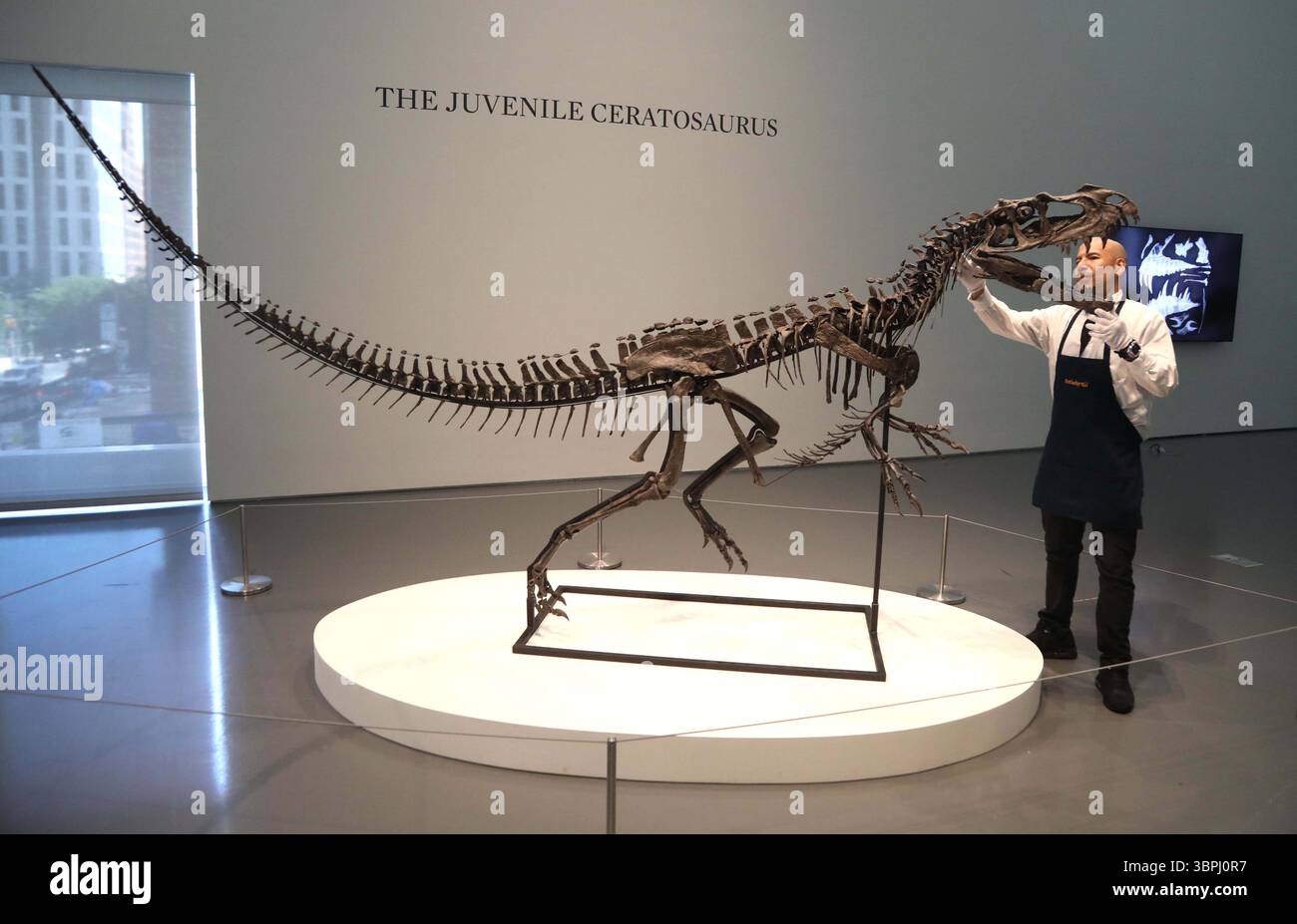 New York, New York, USA. Juli 2025. Ein Handler sah einen jungen Ceratosaurus, den einzigen bekannten Spezies seiner Art, aus dem späten Jura, Kimmeridgian Stage (vor etwa 154-149 Millionen Jahren), schätzungsweise 4 bis 6 Millionen US-Dollar, auf der Pressevorschau zur Geek Week 2025 in Sotheby's New York. (Kreditbild: © Nancy Kaszerman/ZUMA Press Wire) NUR REDAKTIONELLE VERWENDUNG! Nicht für kommerzielle ZWECKE! Stockfoto