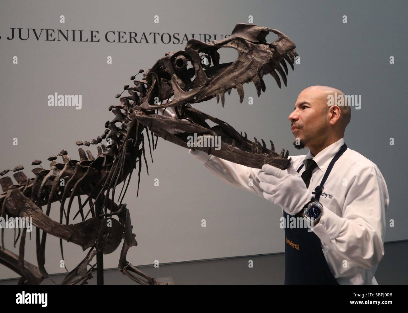 New York, New York, USA. Juli 2025. Ein Handler, der mit dem Kopf des juvenilen Ceratosaurus, dem einzigen bekannten Speziimen seiner Art, aus dem späten Jura gesehen wurde, Kimmeridgian Stage, (vor etwa 154-149 Millionen Jahren), schätzte 4 bis 6 Millionen US-Dollar, die bei der Pressevorschau zur Geek Week 2025 in Sotheby's New York zu sehen sind. (Kreditbild: © Nancy Kaszerman/ZUMA Press Wire) NUR REDAKTIONELLE VERWENDUNG! Nicht für kommerzielle ZWECKE! Stockfoto