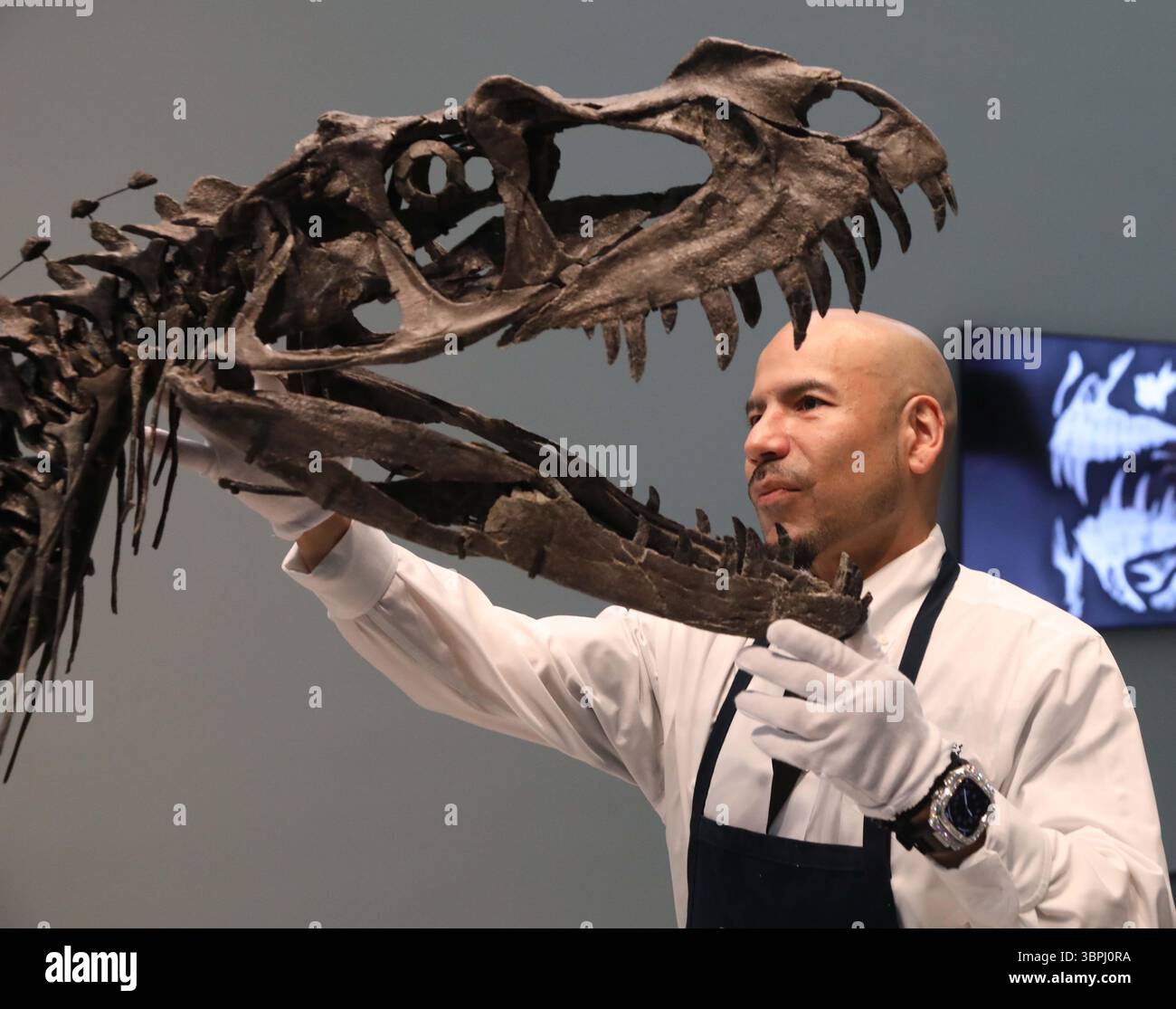 New York, New York, USA. Juli 2025. Ein Handler, der mit dem Kopf des juvenilen Ceratosaurus, dem einzigen bekannten Speziimen seiner Art, aus dem späten Jura gesehen wurde, Kimmeridgian Stage, (vor etwa 154-149 Millionen Jahren), schätzte 4 bis 6 Millionen US-Dollar, die bei der Pressevorschau zur Geek Week 2025 in Sotheby's New York zu sehen sind. (Kreditbild: © Nancy Kaszerman/ZUMA Press Wire) NUR REDAKTIONELLE VERWENDUNG! Nicht für kommerzielle ZWECKE! Stockfoto