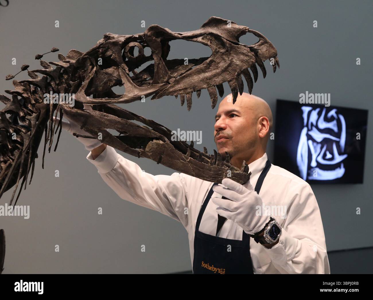 New York, New York, USA. Juli 2025. Ein Handler, der mit dem Kopf des juvenilen Ceratosaurus, dem einzigen bekannten Speziimen seiner Art, aus dem späten Jura gesehen wurde, Kimmeridgian Stage, (vor etwa 154-149 Millionen Jahren), schätzte 4 bis 6 Millionen US-Dollar, die bei der Pressevorschau zur Geek Week 2025 in Sotheby's New York zu sehen sind. (Kreditbild: © Nancy Kaszerman/ZUMA Press Wire) NUR REDAKTIONELLE VERWENDUNG! Nicht für kommerzielle ZWECKE! Stockfoto