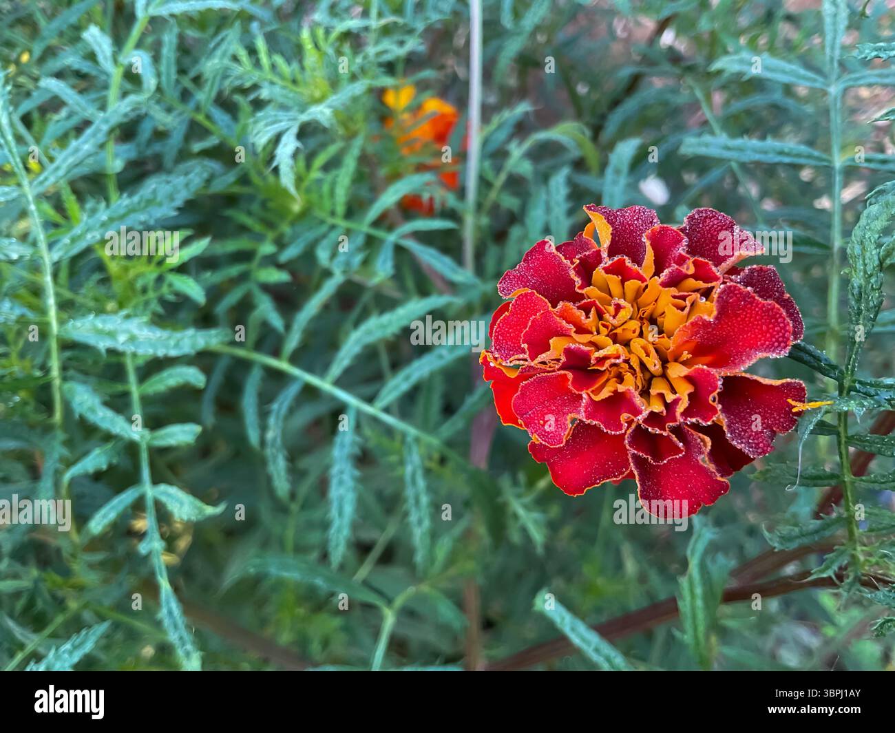 Eine hybride Ringelblume ( Tagetes patula) Stockfoto