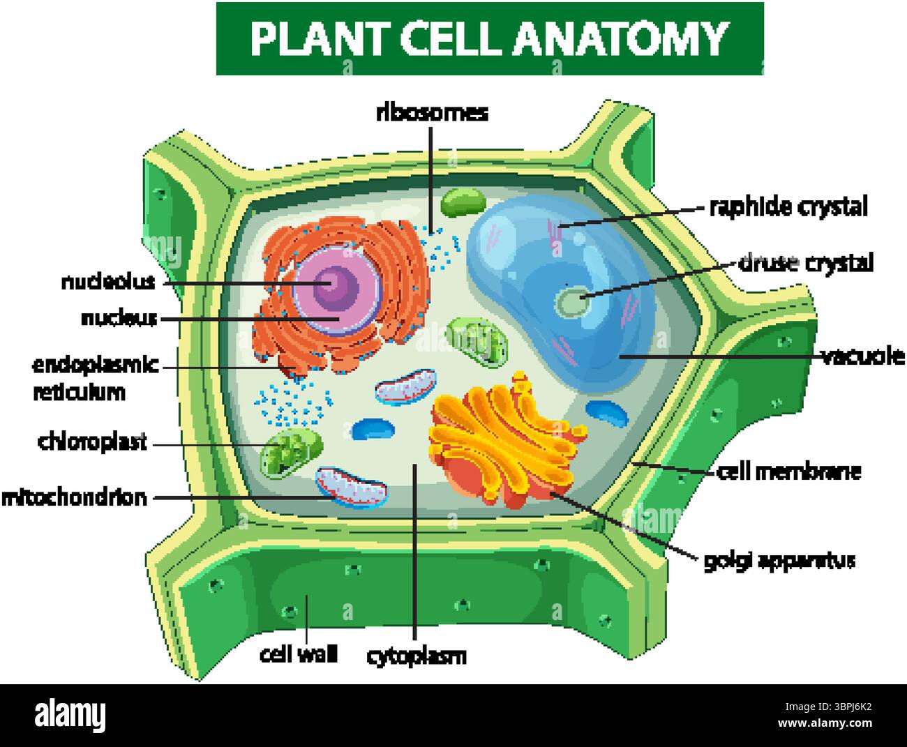 Farbenfrohe Vektorillustration der Zellstruktur von Pflanzen mit markierten Organellen, die zelluläre Komponenten und Funktionen in einem klaren Layout hervorheben Stock Vektor