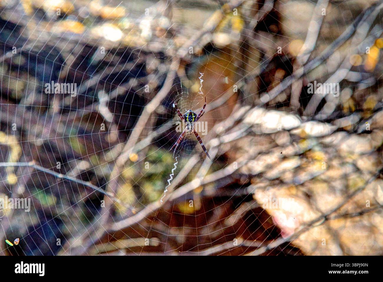 Ein Spinnennetz am Big Beach auf der hawaiianischen Insel Maui Stockfoto