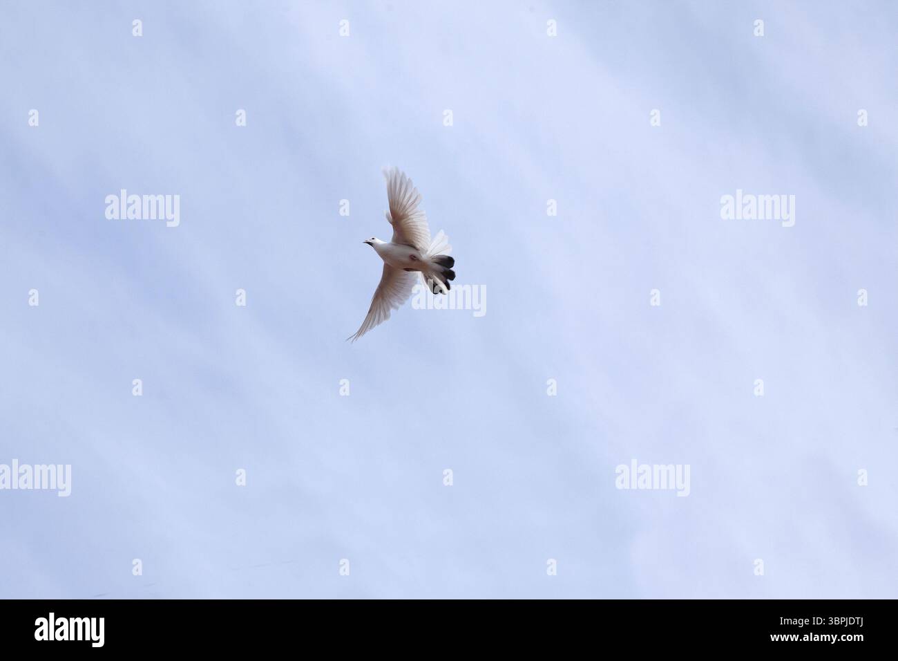 Weiße Taube, die am blauen Himmel fliegt. Symbol der Hoffnung, des Friedens, der Ehe und der Beerdigung Stockfoto
