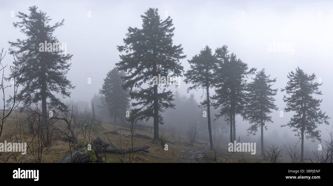 Panoramaaufnahme der nebelbedeckten, frostigen Baumlandschaft auf dem Großen Feldberg, Taunus, Hessen, Schmitten, Deutschland, Europa Stockfoto