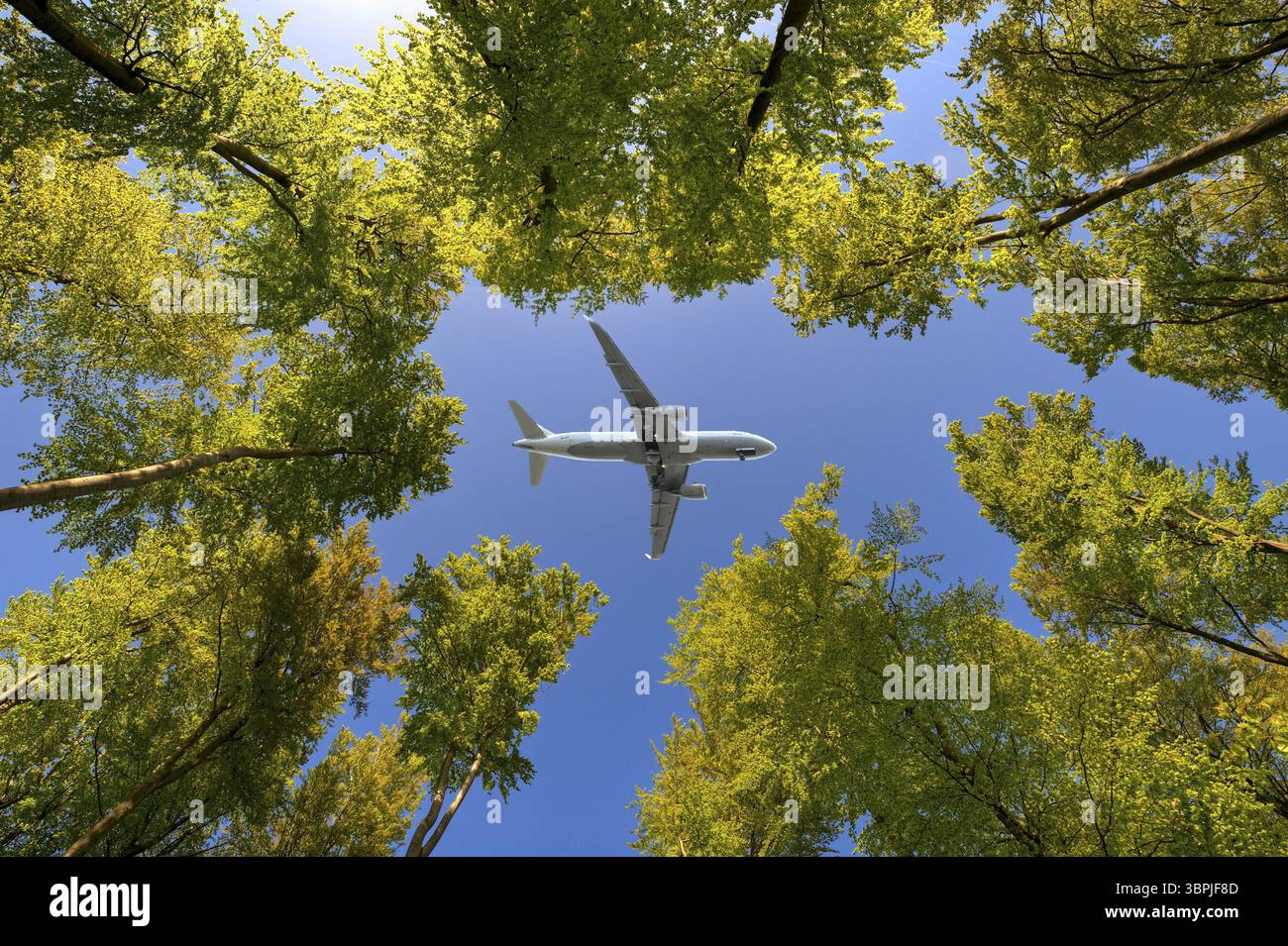 Ein Verkehrsflugzeug fliegt im Sommer durch die Lücke im Vordach eines Laubwaldes, Frankfurt am Main Stockfoto