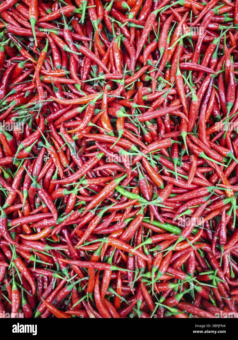 Rote Chili-Paprika auf dem Bio-Gemüsemarkt Stockfoto
