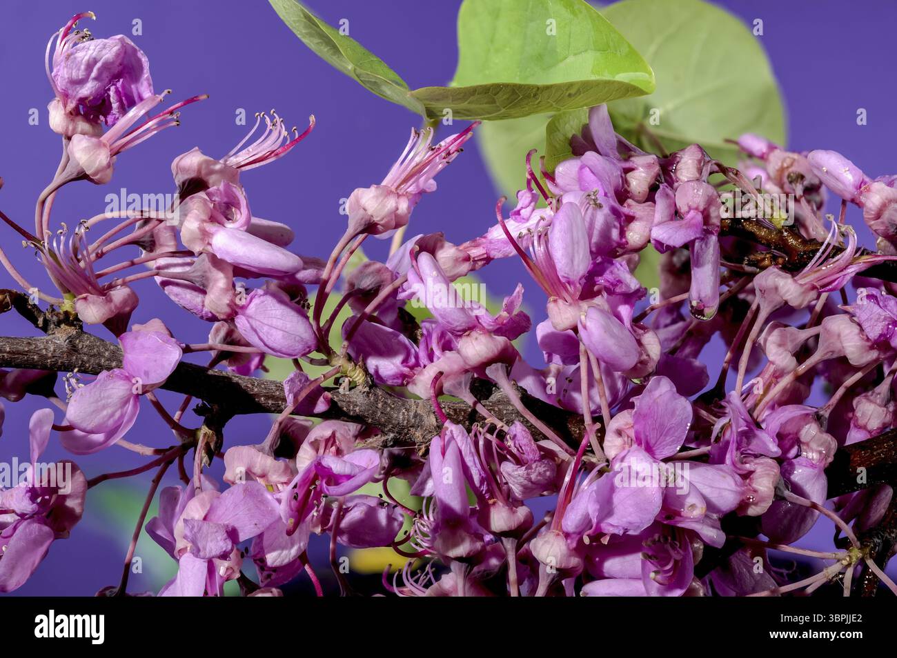 Schöne blühende rosa Blüten von Cercis siliquastrum oder Judas Baum auf einem lila Hintergrund. Blumenkopf Nahaufnahme, Odessa, Ukraine, Europa Stockfoto