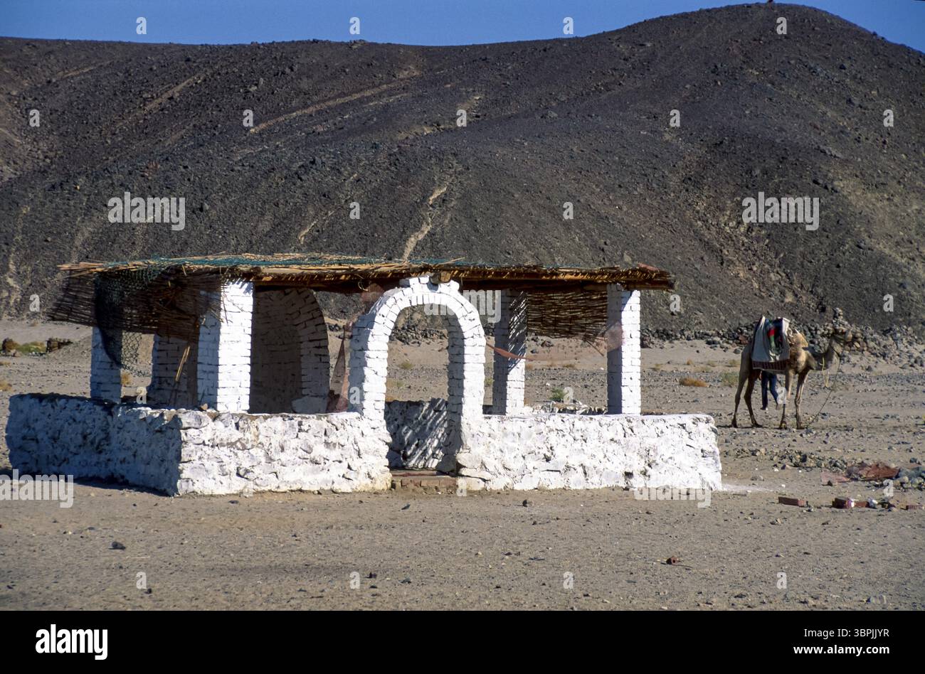 Historisches Farbfoto eines einsamen Kamels mit verlassenen Beduinenhütten in der Wüste, Ägypten, Afrika Stockfoto