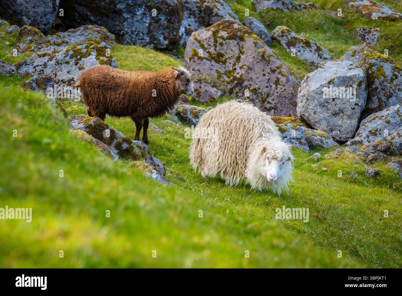 Blick auf ein paar Schafe in den Wiesen der Färöer Inseln im Sommer. Streymoy Island, Färöer Inseln, Dänemark, Europa. Stockfoto
