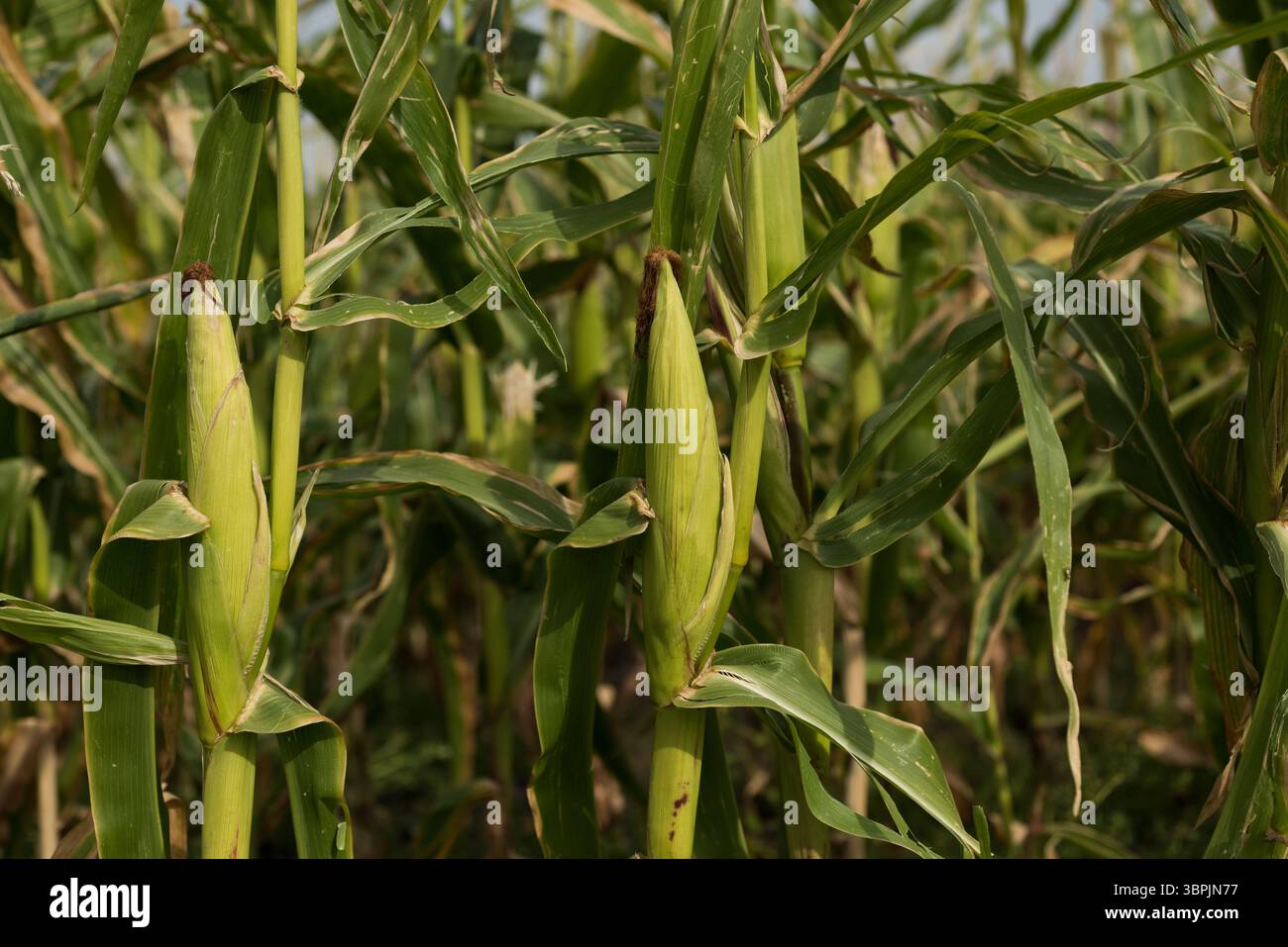 Feldfrüchte an einem sonnigen Tag Stockfoto
