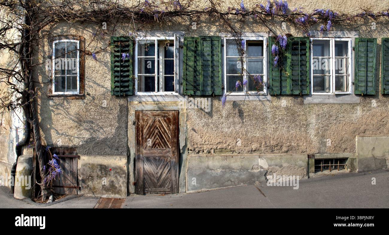 Fassade eines alten baufälligen Wohngebäudes mit Eingang, Fenstern, Fensterläden und bröckelndem Putz und den Ranken der Kletterpflanze des Stockfoto