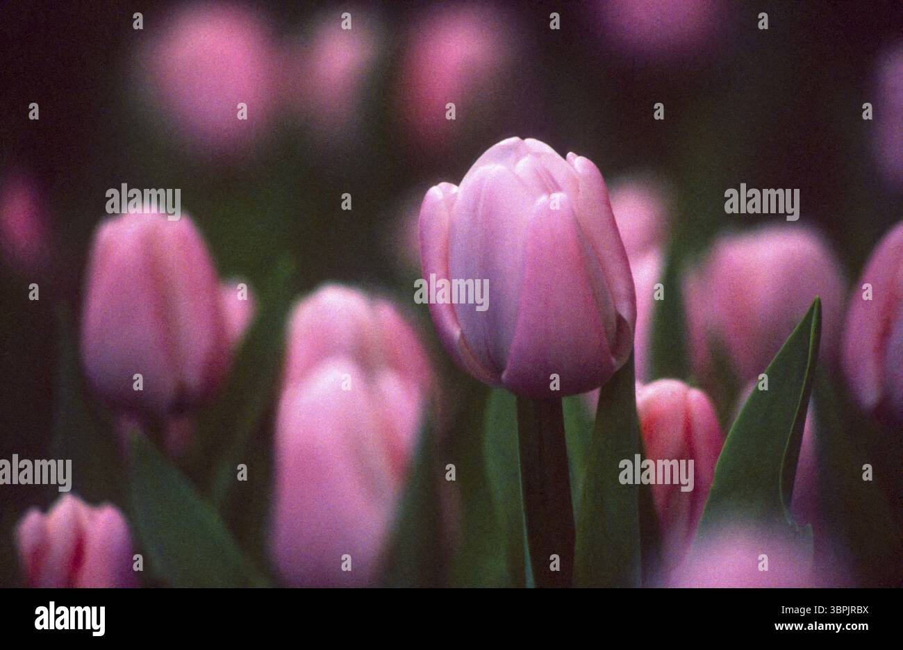 Gescannter Farbträger mit rosafarbenen Tulpenblüten in Halbdunkel mit starker Filmkörnung, selektiver Schärfe und weichem Fokus Stockfoto