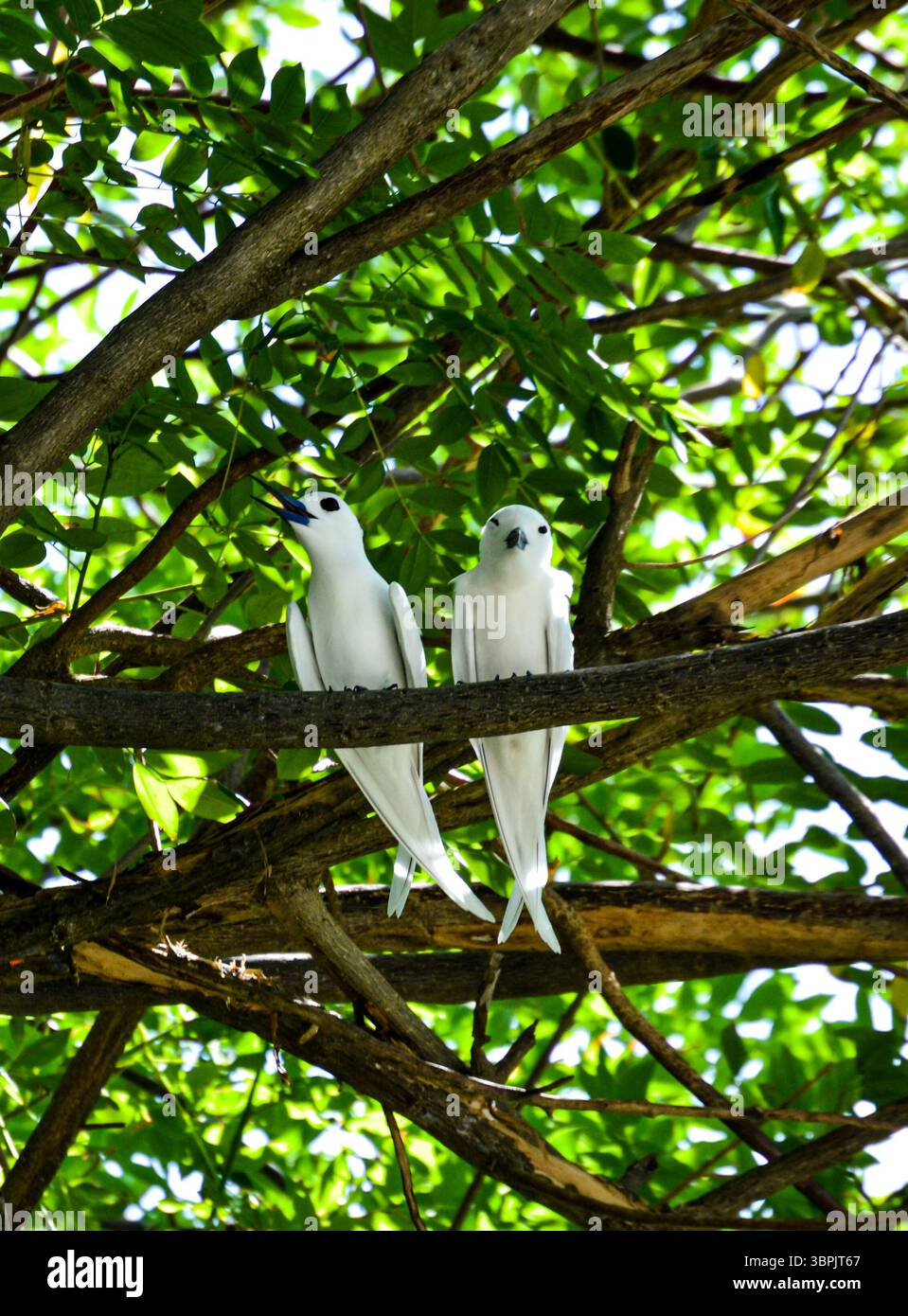 Gefangen von mir in sri lanka Stockfoto