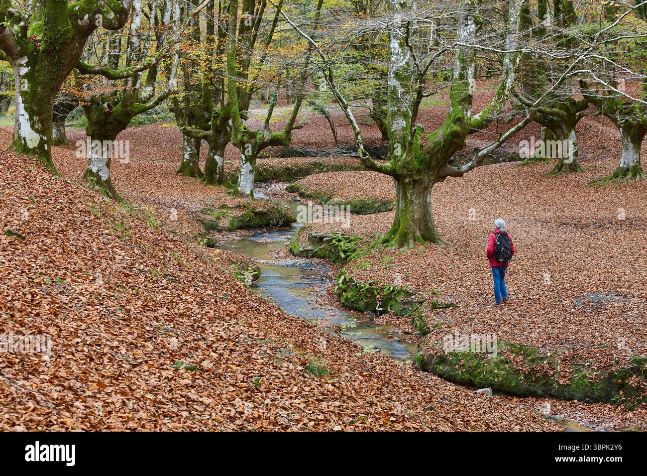 Buchenwald in Vizcaya. Hayedo Otzarreta, Gorbeia. Herbstlandschaft. Spanien Stockfoto