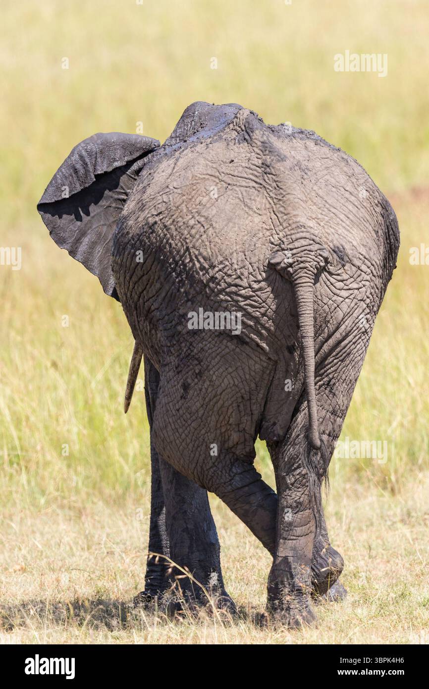 Elefant steht drei Beine und ruht von hinten Stockfoto