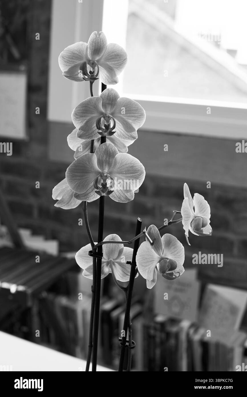 Wunderschöne rosa Orchideen blühen drinnen, mit natürlichem Licht durch ein Fenster, Wohnkultur, mit einem gemütlichen Stuhl und einem Bücherregal im Hintergrund Stockfoto