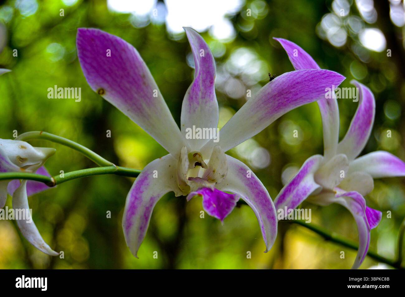 Von mir auf den Malediven Add Island gefangen nehmen Stockfoto