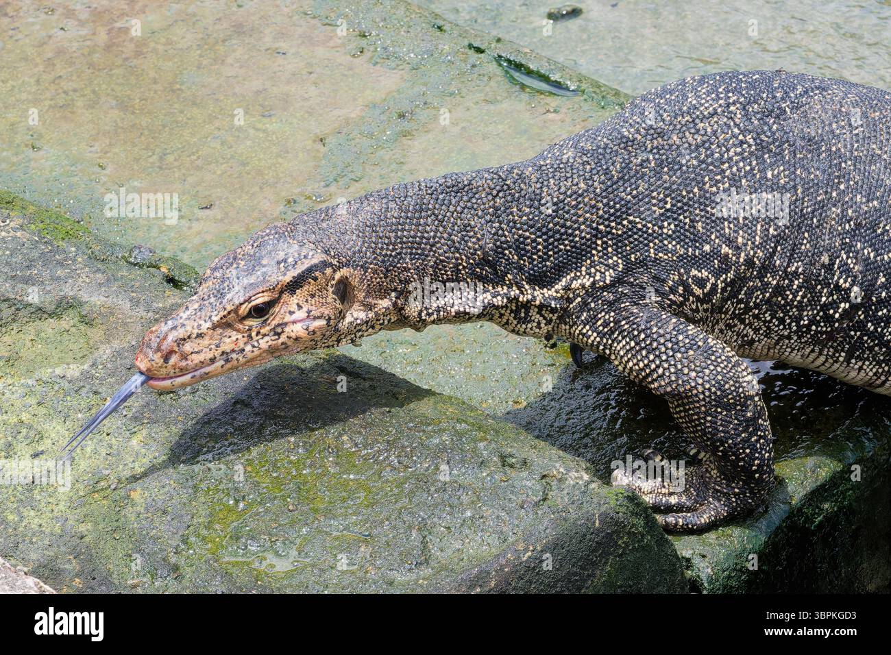 Asiatischer Wassermonitor (Varanus salvator), der aus dem Wasser kommt und die Treppen am Klettersteg klettert, Malakka, Malaysia Stockfoto