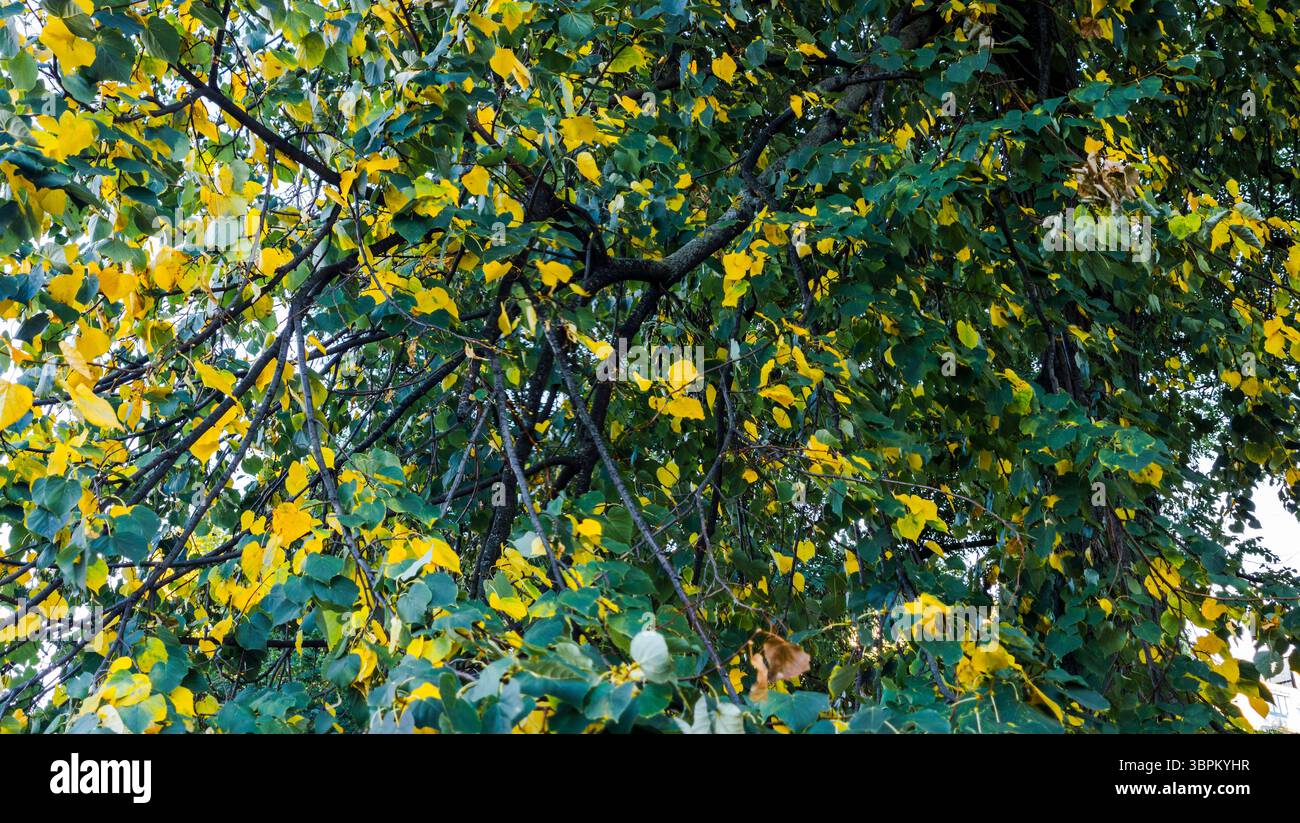 Leuchtend gelbe und grüne Blätter bedecken die Zweige der Bäume in einem friedlichen Park. Das Sonnenlicht wird durchfiltert und schafft eine warme und einladende Atmosphäre Stockfoto