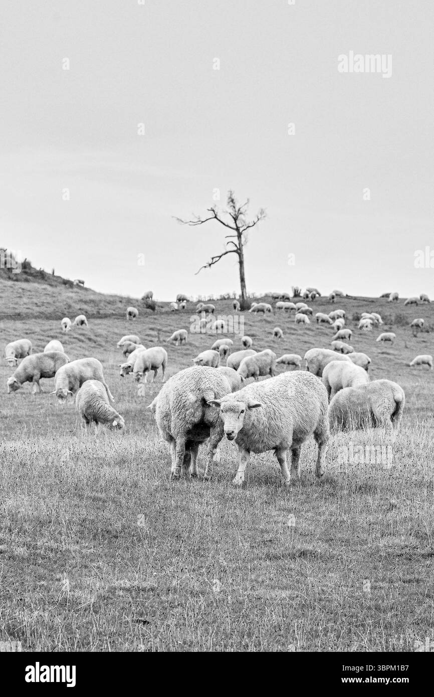 Schafherde auf grasbewachsenen Hügeln mit einsamen Bäumen im Hintergrund, Neuseeland Stockfoto