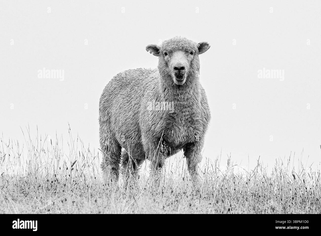 Einzelne Schafe stehen auf einem grasbewachsenen Hügel und schauen in die Kamera, Neuseeland Stockfoto