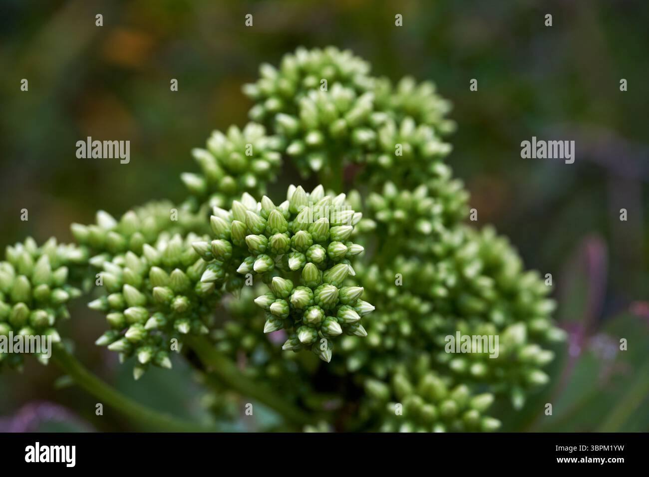 Kompakte grüne Blütenknospen von Aeonium undulatum, einer endemischen sukkulenten Spezies Teneriffas, bevor sie blühen Stockfoto