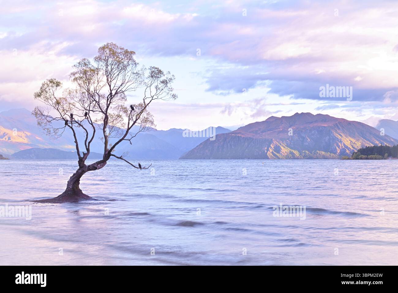 Legendärer einsamer Baum im Lake Wanaka bei Sonnenuntergang, umgeben von Wasser und Bergen, South Island, Neuseeland Stockfoto