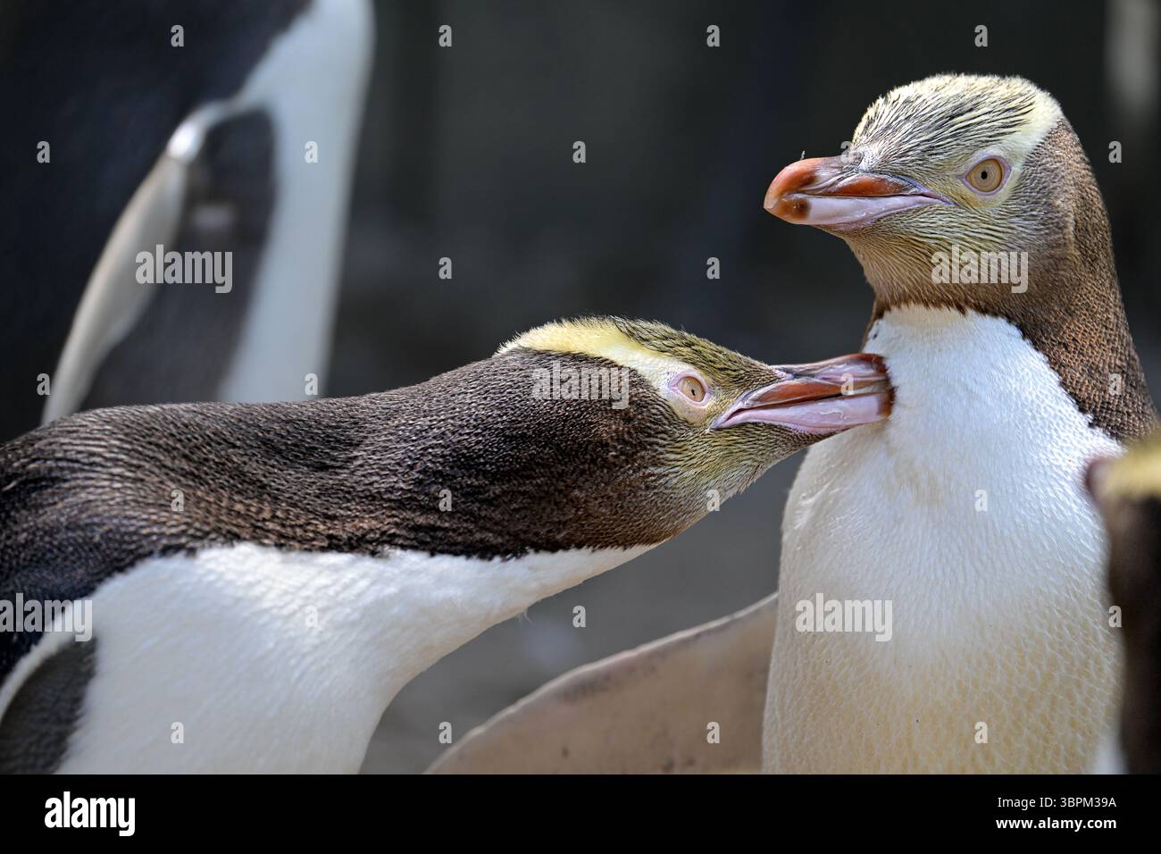 Nahaufnahme von zwei Gelbäugungspinguinen, die interagieren, Otago Peninsula, Südinsel, Neuseeland Stockfoto
