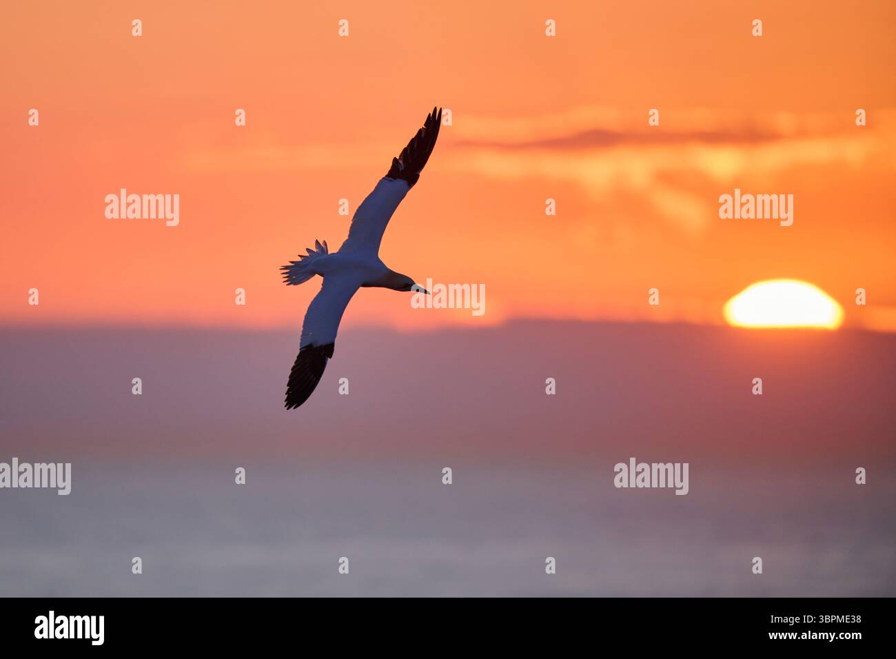 nördliche Tölpel (Sula bassana, Morus bassanus), im Flug über das Meer am Abendhimmel, Deutschland, Schleswig-Holstein, Helgoland Stockfoto
