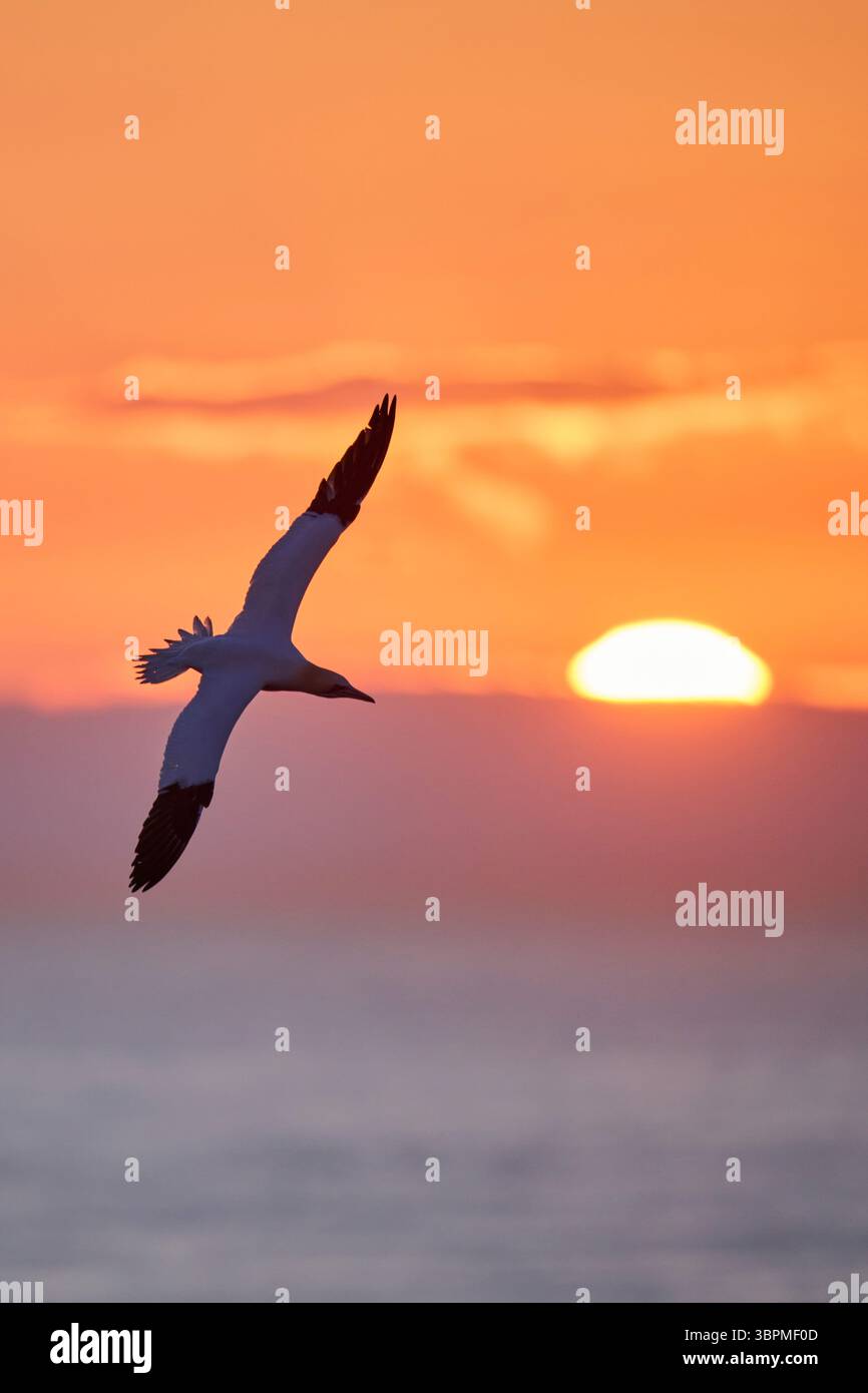 nördliche Tölpel (Sula bassana, Morus bassanus), im Flug über das Meer am Abendhimmel, Deutschland, Schleswig-Holstein, Helgoland Stockfoto