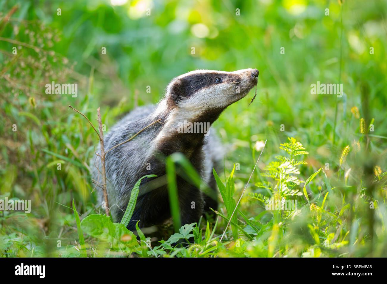Alte Welt Dachs, Eurasischer Dachs (Meles meles), auf einer Wiese stehend und zur Seite schauend, Deutschland, Hessen Stockfoto