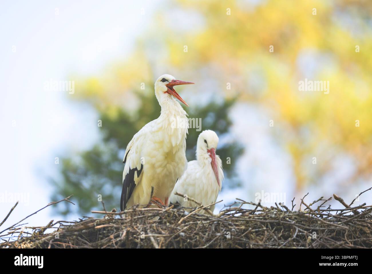 Weißstorch (Ciconia ciconia), Paar auf einem Nest im Wald, Deutschland, Hessen Stockfoto