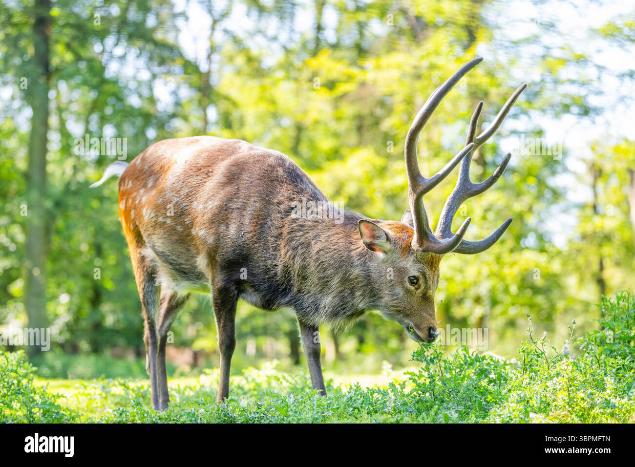 Sika-Hirsch, zähme sika-Hirsch, zähme Hirsch (Cervus nippon), männlich auf einer Wiese stehend Stockfoto
