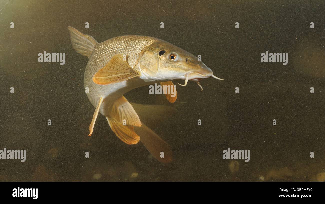 Barbe (Barbus barbus), 50 cm, Schwimmen im offenen Wasser, Deutschland Stockfoto