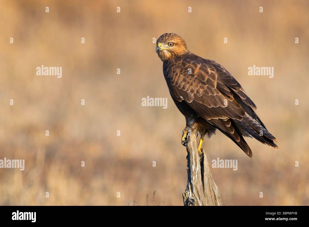 Steppenbussard (Buteo buteo vulpinus), Erwachsener auf einem toten Stamm, Südafrika, Mpumalanga Stockfoto