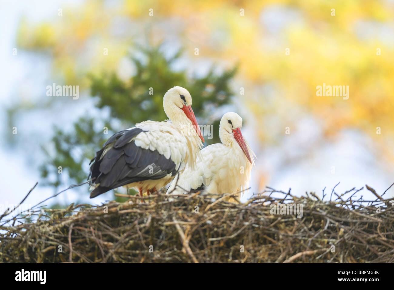 Weißstorch (Ciconia ciconia), Paar auf einem Nest im Wald, Deutschland, Hessen Stockfoto