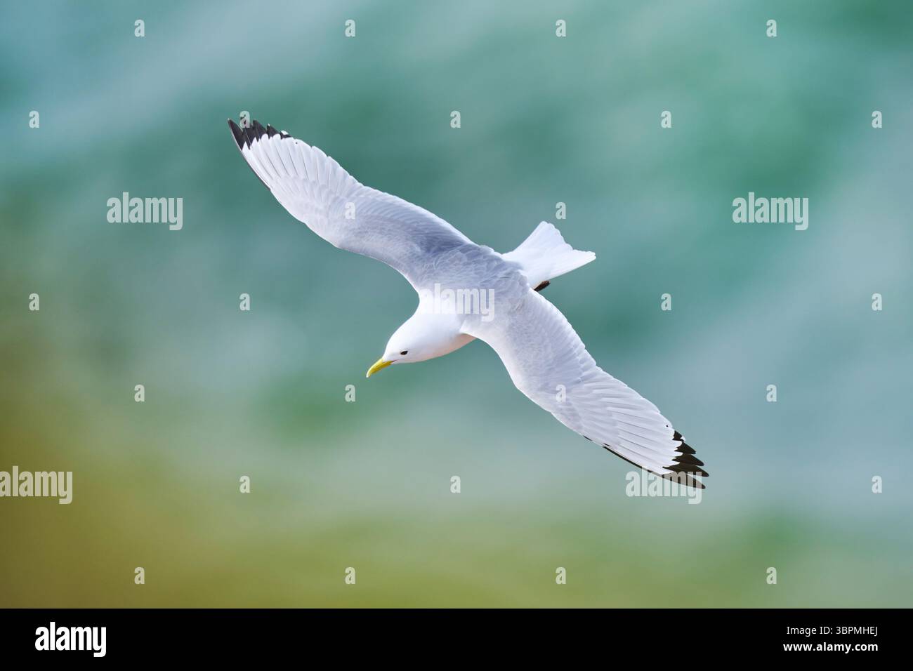 Möwe (Larus canus), fliegen über das Meer, Wildtiere, Deutschland, Schleswig-Holstein, Helgoland Stockfoto