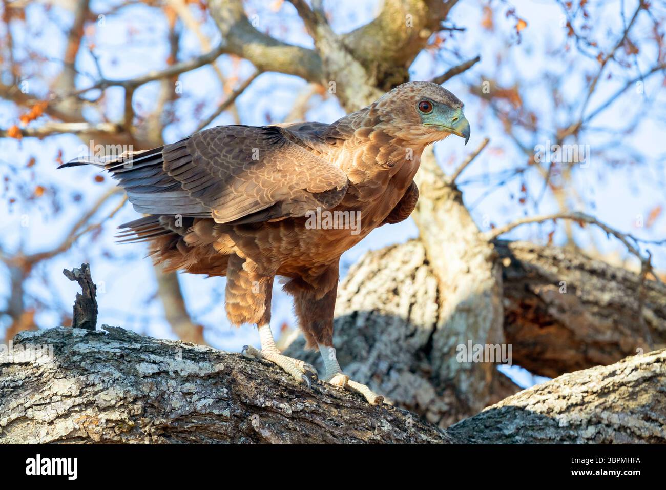 Bateleur, Bateleur-Adler (Terathopius ecaudatus), Jungtier auf einem Zweig, Südafrika, Mpumalanga Stockfoto