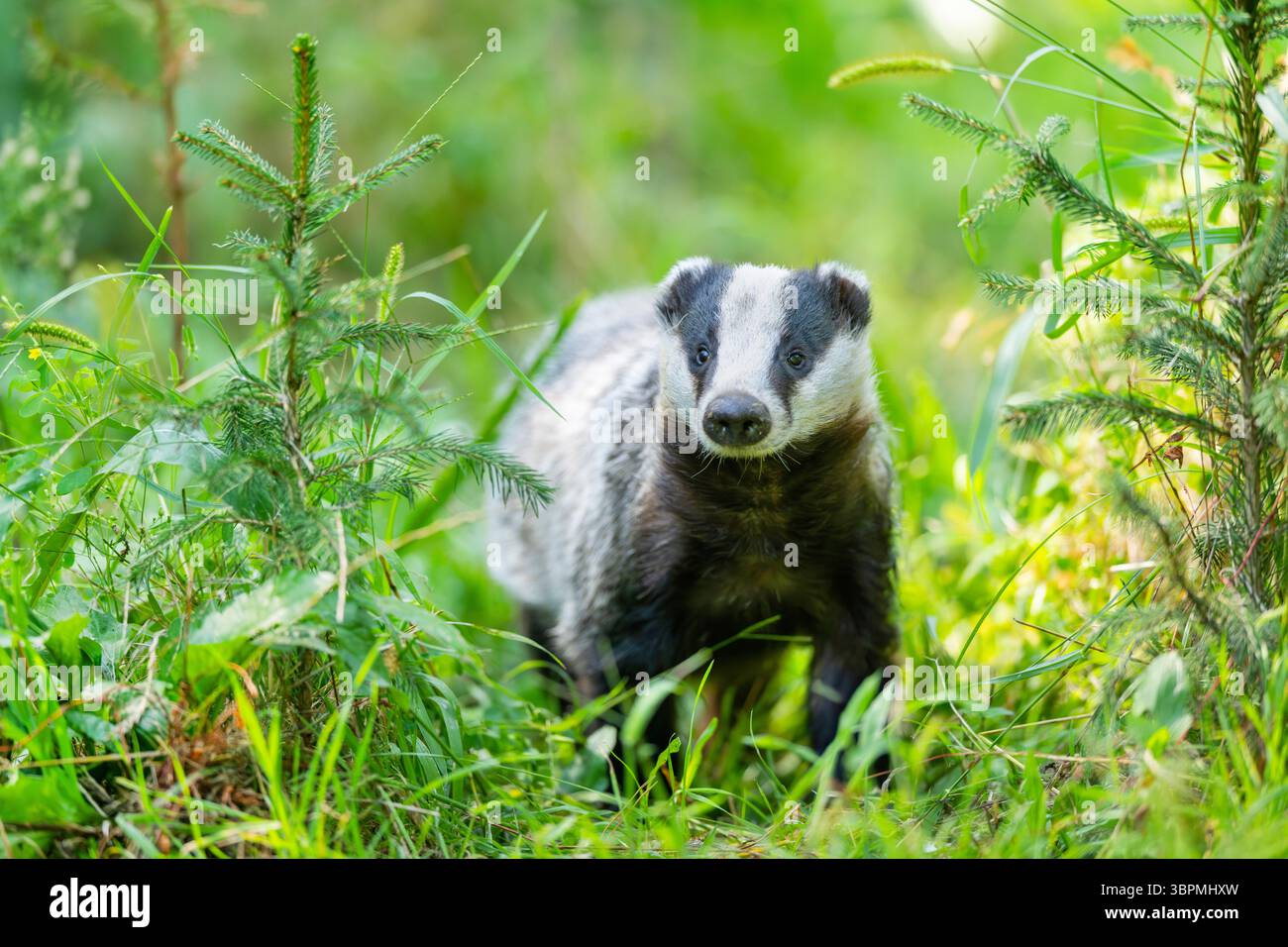 Alte Welt Dachs, Eurasischer Dachs (Meles meles), auf einer Wiese stehend, Vorderansicht, Deutschland, Hessen Stockfoto