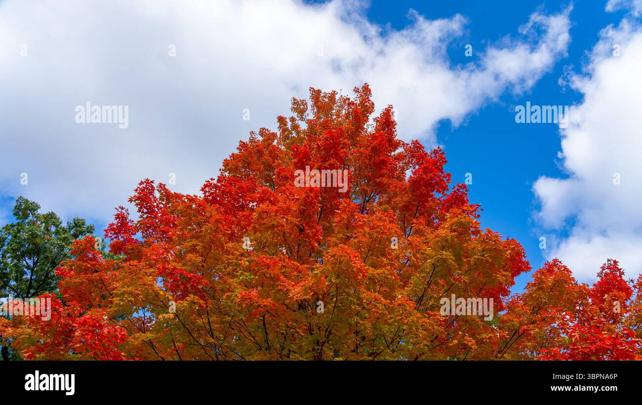 Farbenfrohe Herbstahornbäume mit dem blauen Himmel und weißen Wolken Hintergrund. Stockfoto