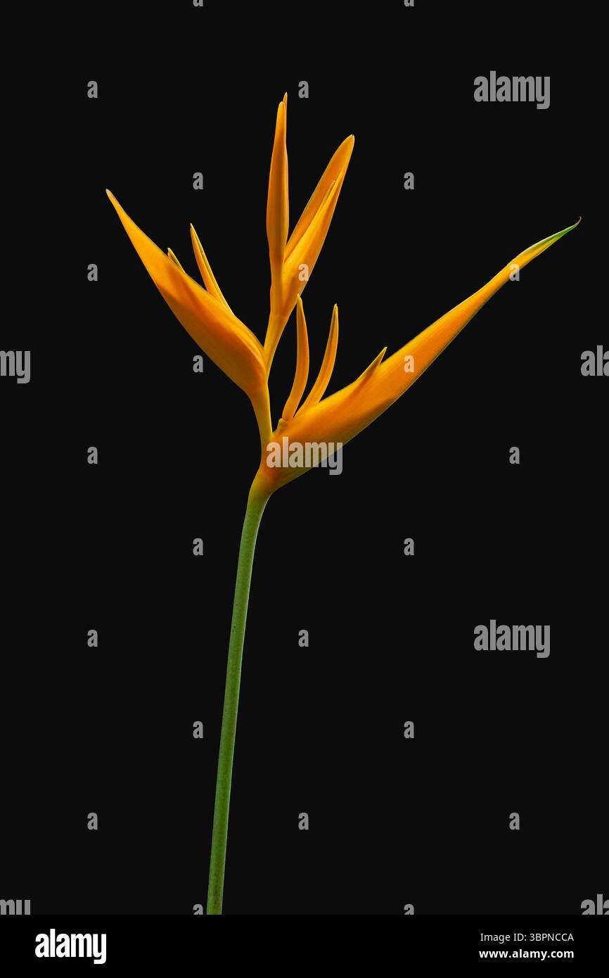 Nahaufnahme der hellen und farbenfrohen orangen Blume der tropischen Helikonia psittacorum aka Papageischnabel oder Papageienblume isoliert auf schwarzem Hintergrund Stockfoto