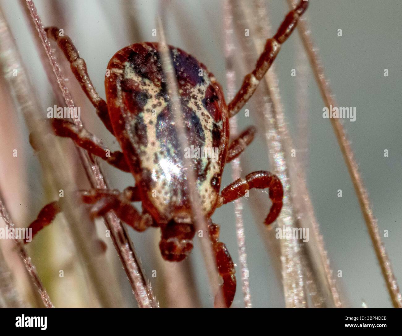 29. Juni 2020, Elkton, OREGON, USA: Eine Zecke klettert auf einem Graskopf in einem Feld in der Nähe von Elkton im ländlichen Westen Oregons. Zecken sind äußere Parasiten, die sich vom Blut von Säugetieren, Vögeln und manchmal Reptilien ernähren. Zecken übertragen eine Reihe von Infektionen, die durch Erreger wie Bakterien, Viren und Protozoen verursacht werden. Einige der Krankheiten, die durch Zecken übertragen werden, sind Typhus, afrikanisches Zeckenbissfieber, Rocky Mountain Fleckenfieber, Flinders Island Fleckenfieber, Lyme-Borreliose, Colorado Zeckenfieber, Krim Kongo hämorrhagisches Fieber, Zeckenübertragene Meningoenzephalitis und viele andere. (Cred Stockfoto