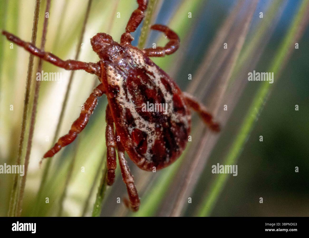 29. Juni 2020, Elkton, OREGON, USA: Eine Zecke klettert auf einem Graskopf in einem Feld in der Nähe von Elkton im ländlichen Westen Oregons. Zecken sind äußere Parasiten, die sich vom Blut von Säugetieren, Vögeln und manchmal Reptilien ernähren. Zecken übertragen eine Reihe von Infektionen, die durch Erreger wie Bakterien, Viren und Protozoen verursacht werden. Einige der Krankheiten, die durch Zecken übertragen werden, sind Typhus, afrikanisches Zeckenbissfieber, Rocky Mountain Fleckenfieber, Flinders Island Fleckenfieber, Lyme-Borreliose, Colorado Zeckenfieber, Krim Kongo hämorrhagisches Fieber, Zeckenübertragene Meningoenzephalitis und viele andere. (Cred Stockfoto