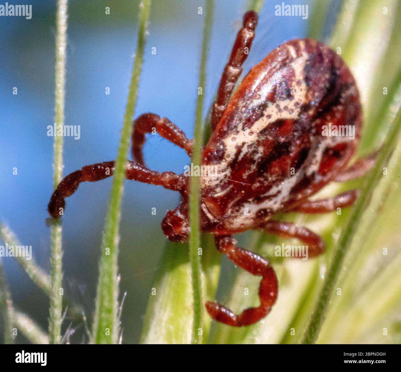 29. Juni 2020, Elkton, OREGON, USA: Eine Zecke klettert auf einem Graskopf in einem Feld in der Nähe von Elkton im ländlichen Westen Oregons. Zecken sind äußere Parasiten, die sich vom Blut von Säugetieren, Vögeln und manchmal Reptilien ernähren. Zecken übertragen eine Reihe von Infektionen, die durch Erreger wie Bakterien, Viren und Protozoen verursacht werden. Einige der Krankheiten, die durch Zecken übertragen werden, sind Typhus, afrikanisches Zeckenbissfieber, Rocky Mountain Fleckenfieber, Flinders Island Fleckenfieber, Lyme-Borreliose, Colorado Zeckenfieber, Krim Kongo hämorrhagisches Fieber, Zeckenübertragene Meningoenzephalitis und viele andere. (Cred Stockfoto