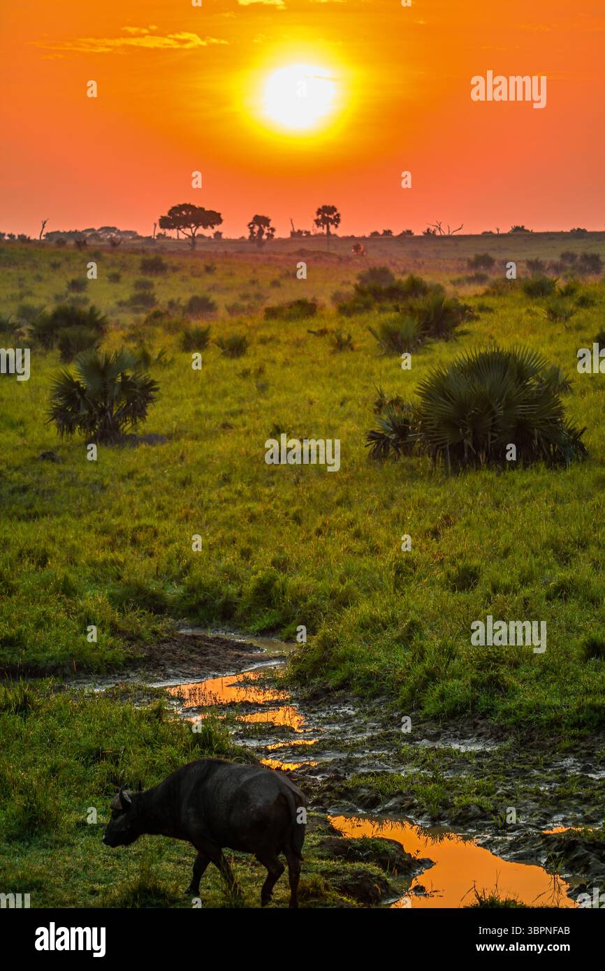 Afrikanische Büffel, die bei Sonnenuntergang im Feuchtgebiet weiden, Murchison Falls National Park, Uganda Stockfoto